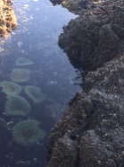 Sea anemone where we camped